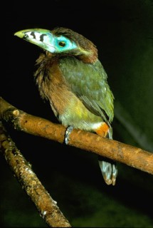 Spot-billed Toucanet