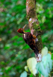 Orange-backed Woodpecker