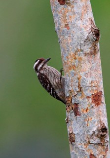 Sunda lesser spotted woodpecker