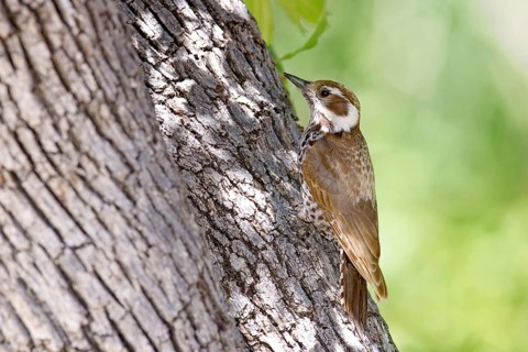 Arizona Woodpecker
