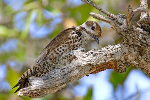 Arizona Woodpecker