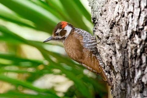 Arizona Woodpecker