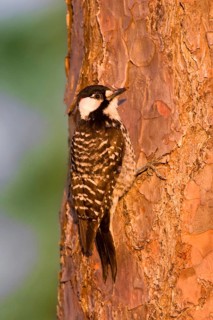 Red-cockaded Woodpecker