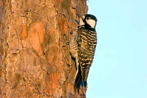 Red-cockaded Woodpecker