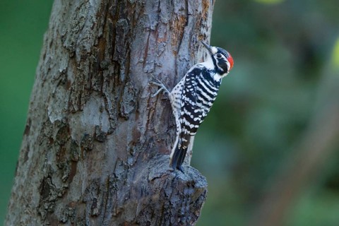 Nuttall's Woodpecker