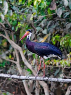 Storm's Stork