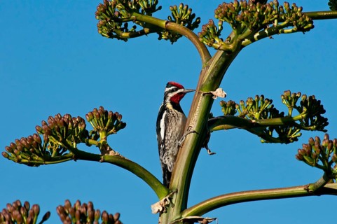 Red-naped sapsucker