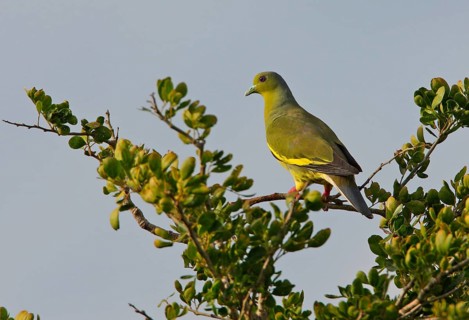 Orange-breasted Green Pigeon