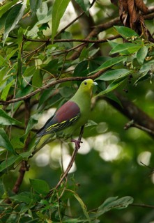 Andaman Green Pigeon