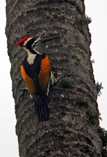 White-naped Woodpecker