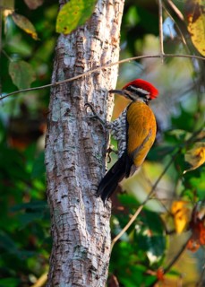 Fire-backed Woodpecker