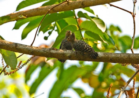 Buff-rumped Woodpecker
