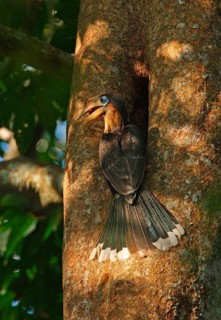 Tickell's Brown Hornbill