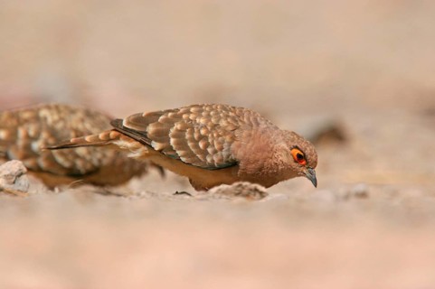 Bare-faced Ground-dove