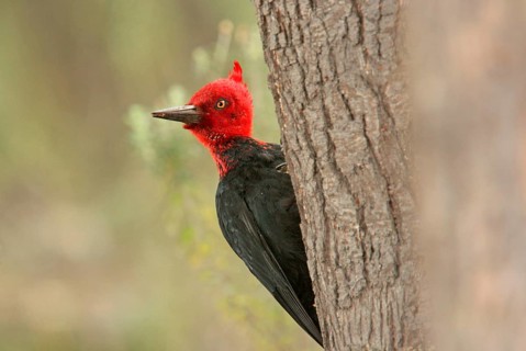 Magellanic Woodpecker