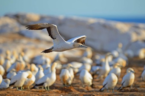 Cape gannet