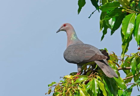 Ring-tailed Pigeon