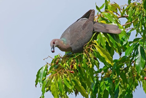 Ring-tailed Pigeon