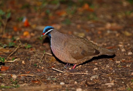 Blue-headed Quail-dove