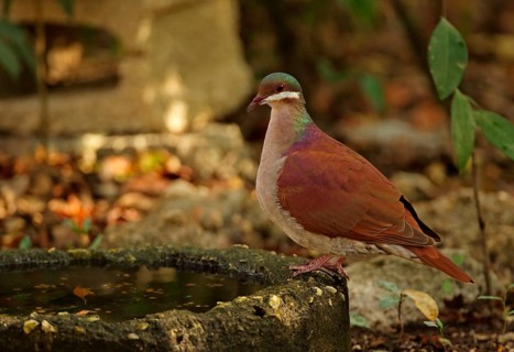 Key West Quail-dove