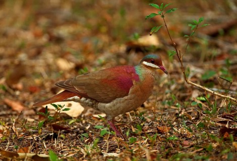 Key West Quail-dove