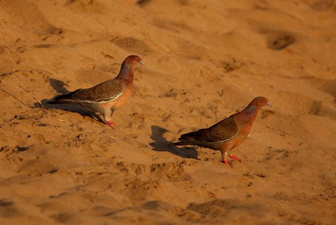 Picazuro Pigeon
