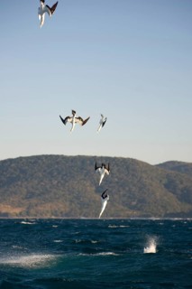 Cape cape gannet