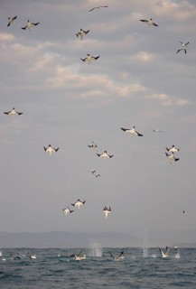 Cape cape gannet