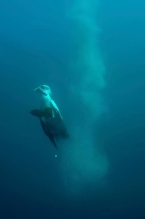 Cape gannet