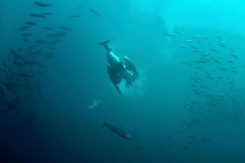 Cape gannet