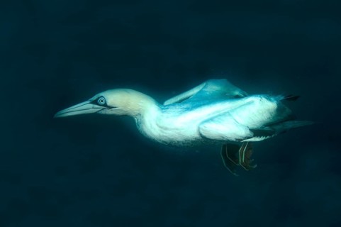 Cape gannet
