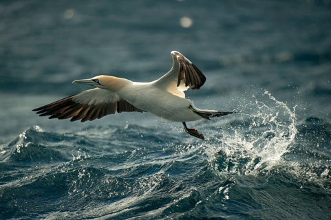 Cape gannet