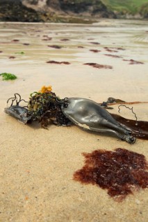 Nursehound