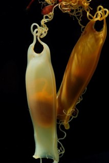 Lesser small-spotted catshark