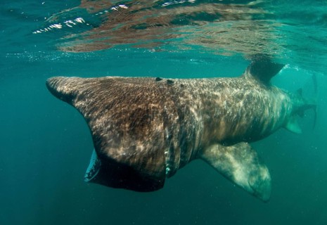 Basking shark