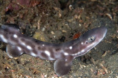 Coral catshark