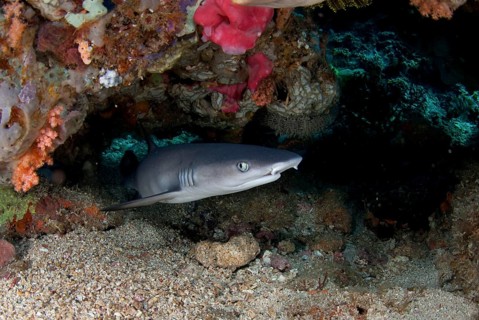 Whitetip Reef Shark