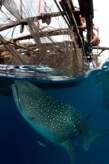 Adult whale shark