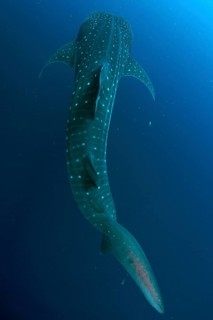 Whale Shark