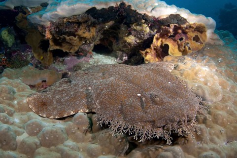 Tasselled wobbegongs