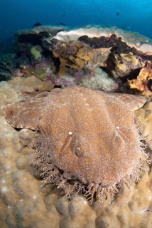 Tasselled wobbegongs