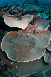 Tasselled wobbegongs
