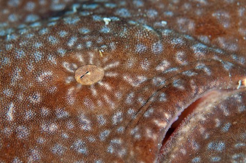 Tasselled wobbegongs