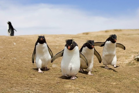 Southern rockhopper penguin