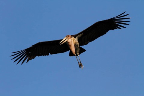Marabou stork in flight. Okavango Delta Botswana. Marabou are a large wading bird of the stork family Ciconiidae. It breeds in sub-Saharan Africa