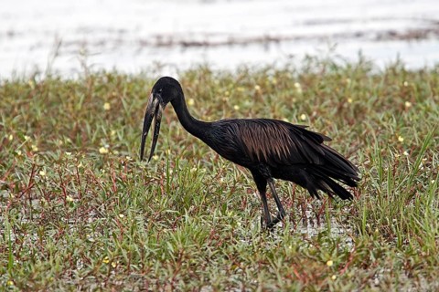 African Moor-bill