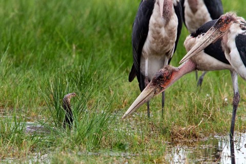 Marabou storks surround a Mozambican spicobra
