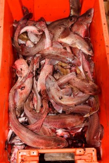 Potbait in fishbox