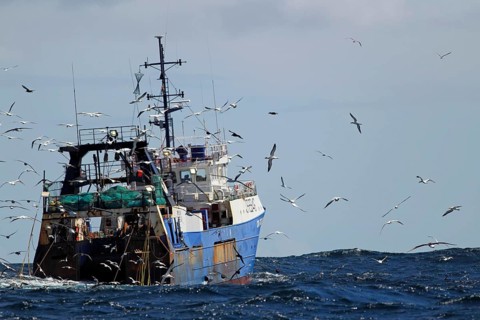 Deep-sea trawler being followed by seabirds at sea