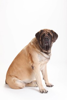 Mastiff